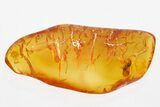 Fossil Wasp (Chalcidoidea) In Baltic Amber #315508-1